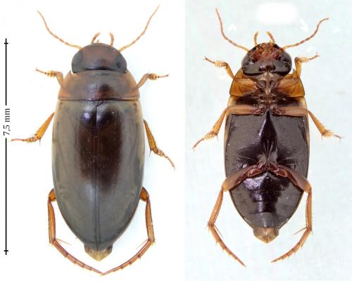Liopterus haemorrhoidalis