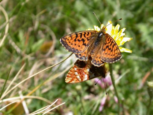 Réf. 146 935 : Boloria pales