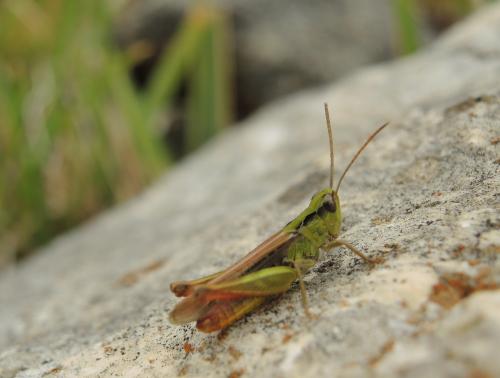 Réf. 146 268 : Chorthippus biguttulus biguttulus