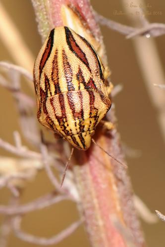 Odontotarsus purpureolineatus