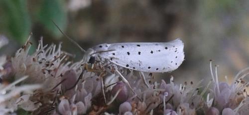 Yponomeuta sp.