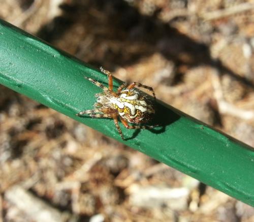 Aculepeira sp.