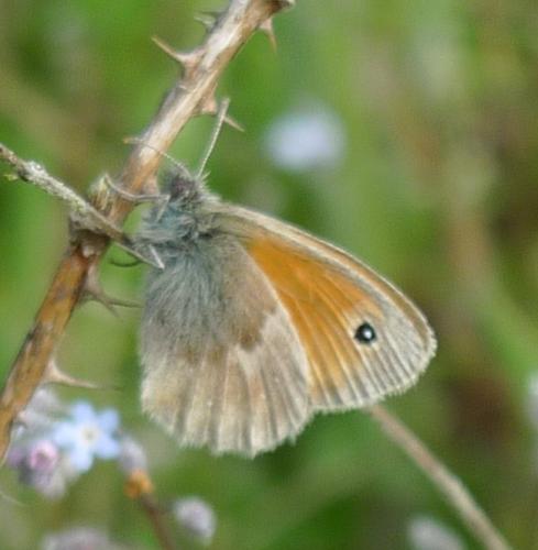 Réf. 146 043 : Coenonympha pamphilus