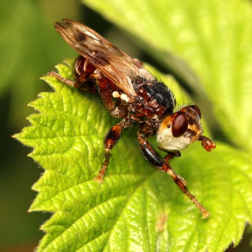 Myopa buccata