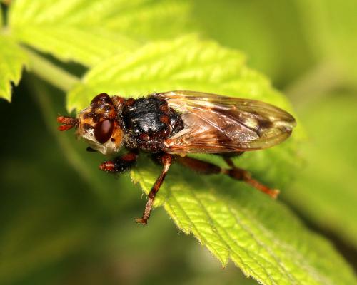 Myopa buccata