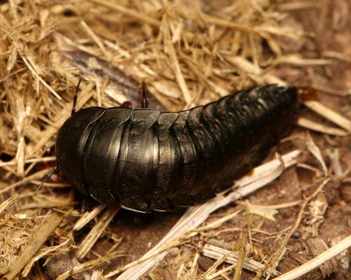 Silpha sp.