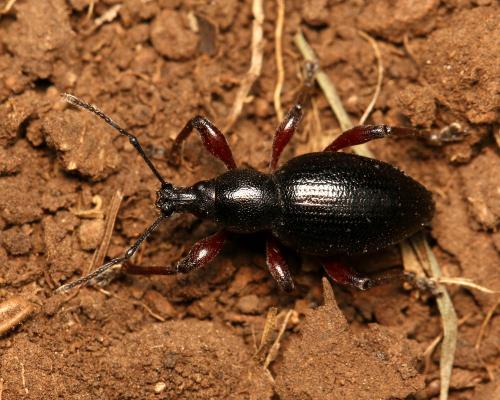 Réf. 146 434 : Otiorhynchus tenebricosus