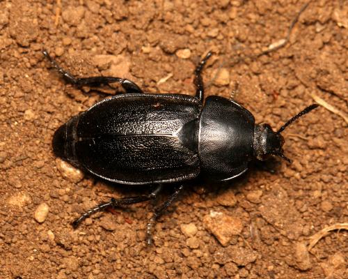 Silpha tyrolensis