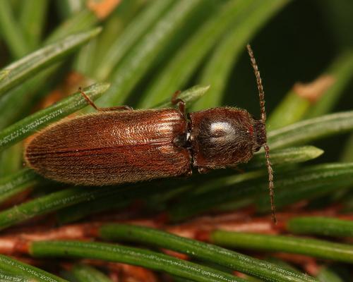 Athous emaciatus