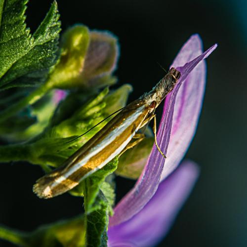 Réf. 146 137 : Pleurota aristella