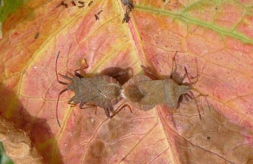 Réf. 146 045 : Coreus marginatus