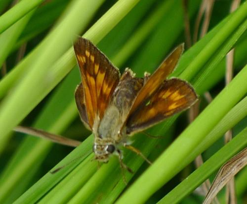 Ochlodes sylvanus