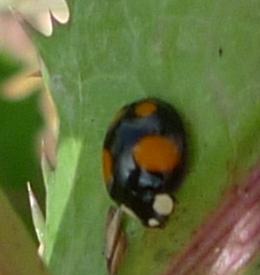 Harmonia axyridis