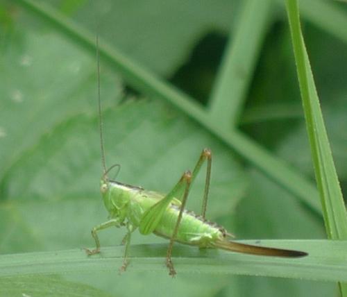 Réf. 146 342 : Conocephalus fuscus