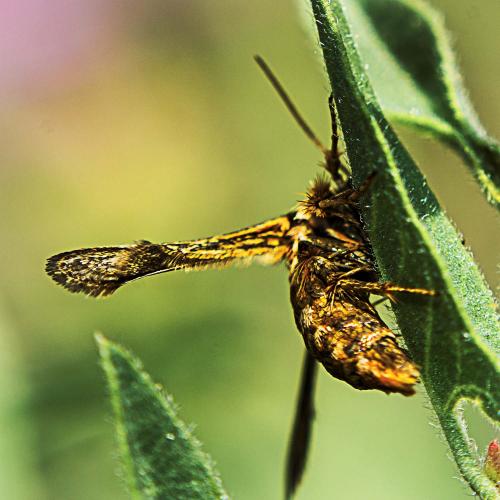 Tinthia tineiformis