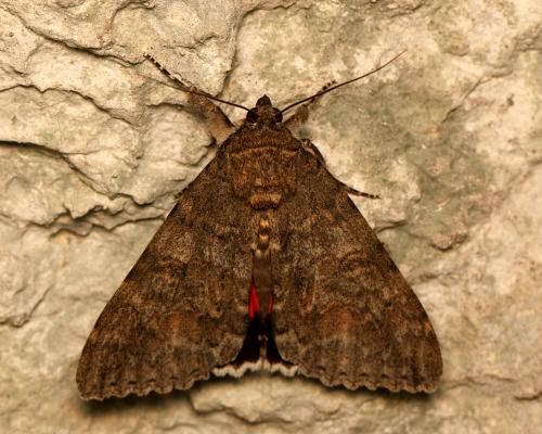 Réf. 146 657 : Catocala nupta