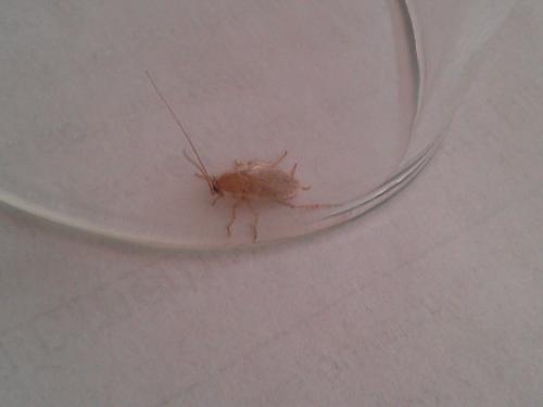 Planuncus vinzi