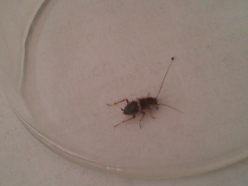 Planuncus vinzi