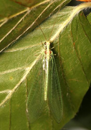 Nineta pallida
