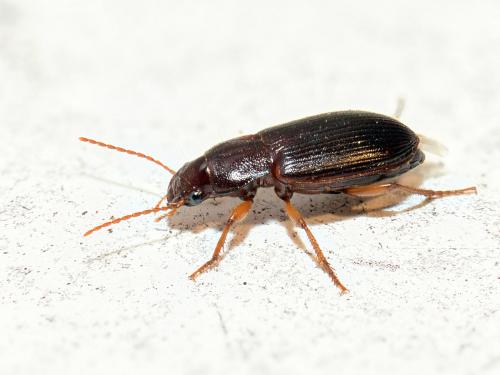 Ophonus sp.