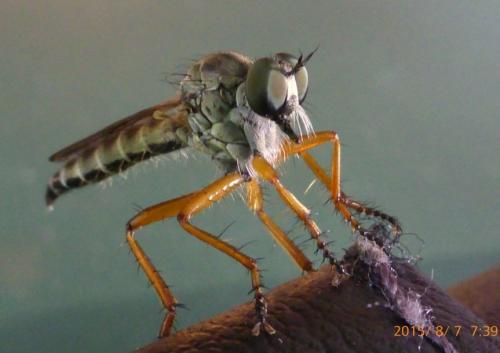 Neomochtherus pallipes