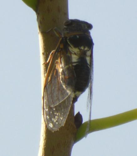 Lyristes plebejus