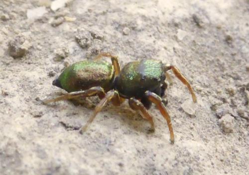 Réf. 146 920 : Heliophanus auratus