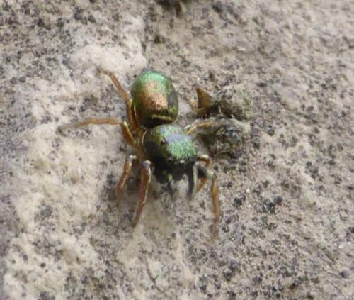 Réf. 146 919 : Heliophanus auratus