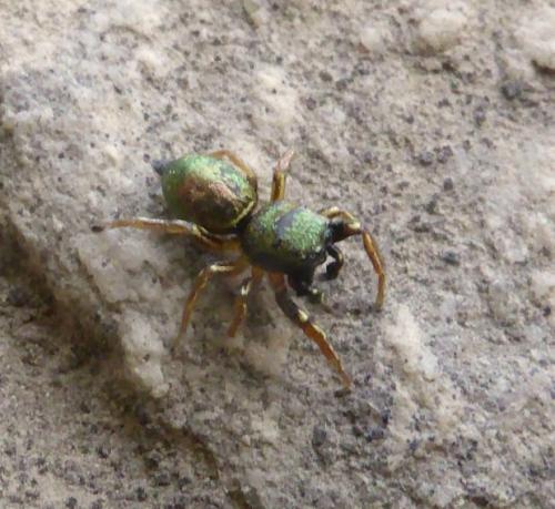Réf. 146 918 : Heliophanus auratus