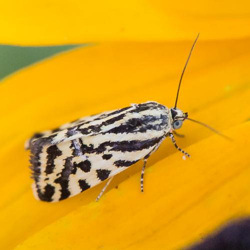 Réf. 146 382 : Acontia trabealis