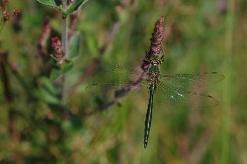 Somatochlora metallica
