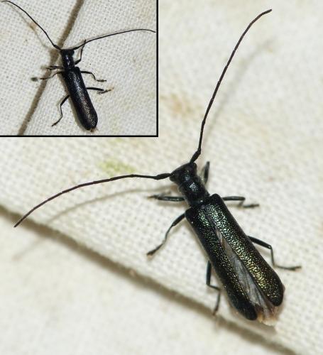 Stenostola dubia