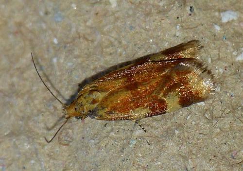 Réf. 146 003 : Aethes sp.