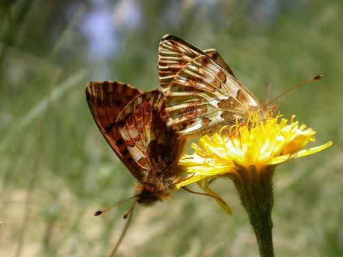 Réf. 146 936 : Boloria pales
