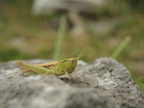 Réf. 146 269 : Chorthippus biguttulus biguttulus
