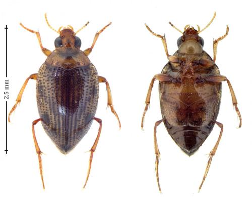 Haliplus heydeni
