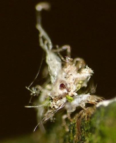 Réf. 146 399 : Chrysotropia ciliata