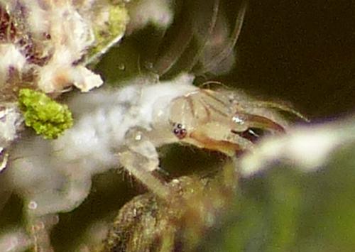 Réf. 146 401 : Chrysotropia ciliata