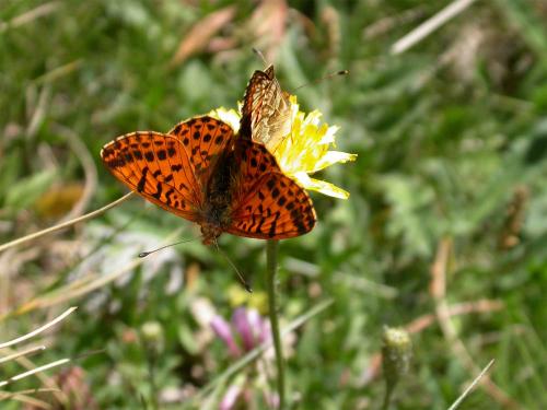 Réf. 146 937 : Boloria pales