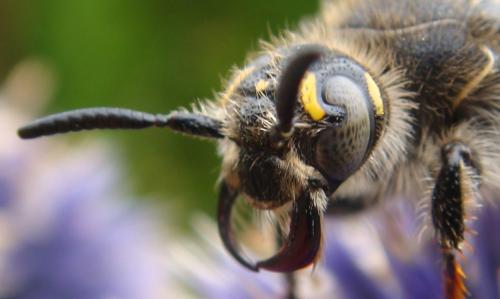 Colpa sexmaculata