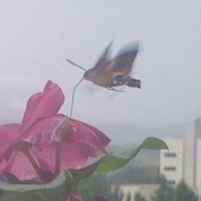 Macroglossum stellatarum