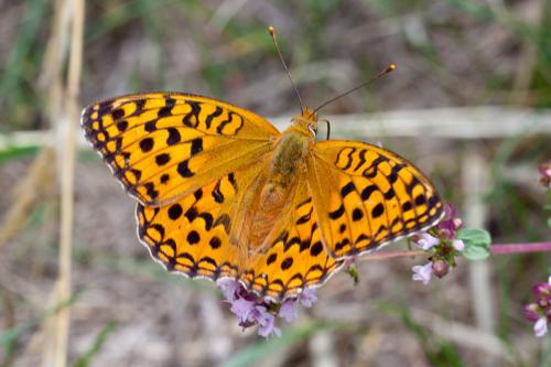 Argynnis adippe