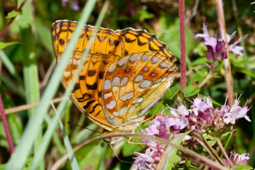 Argynnis adippe