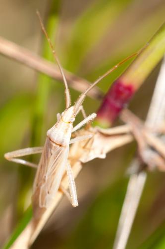 Stenodema sp.
