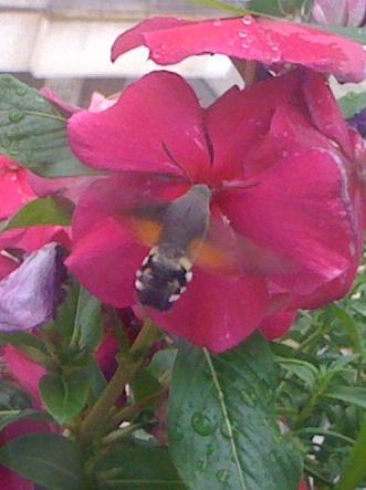Réf. 146 291 : Macroglossum stellatarum
