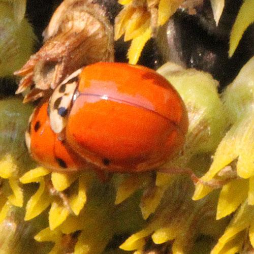 Harmonia axyridis