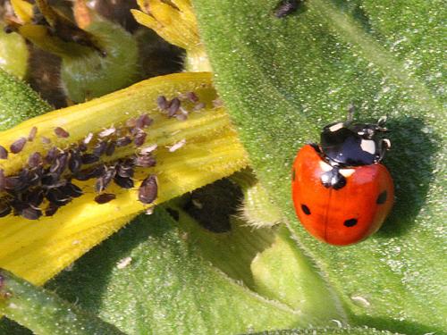 Coccinella septempunctata