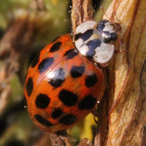 Harmonia axyridis