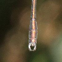 Chalcolestes viridis
