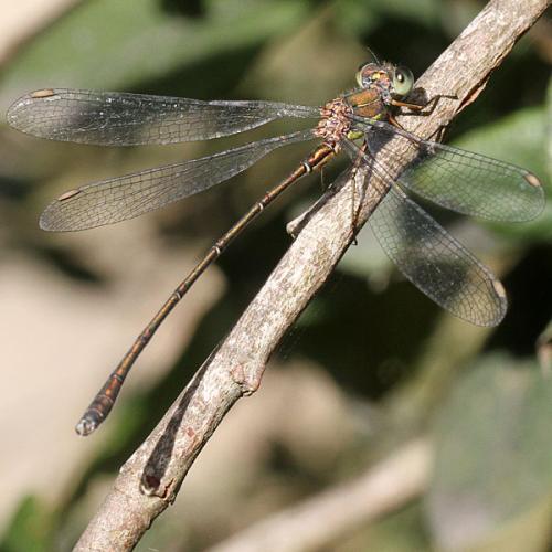 Chalcolestes viridis